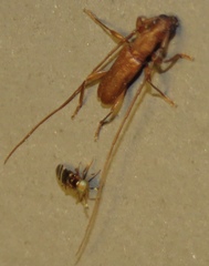 Hypexilis pallida