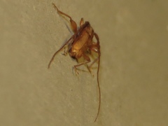 Hypexilis pallida