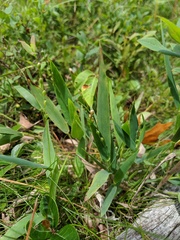 Dichanthelium xanthophysum