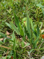 Dichanthelium xanthophysum