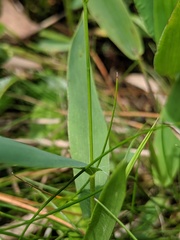 Dichanthelium xanthophysum