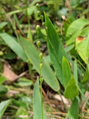 Dichanthelium xanthophysum