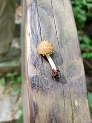 Cystoagaricus