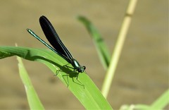 Calopteryx maculata