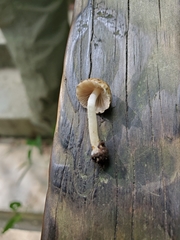 Cystoagaricus