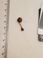 Cystoagaricus