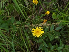 Hieracium umbellatum umbellatum