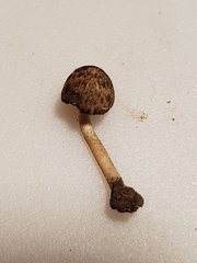 Cystoagaricus