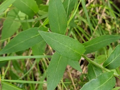 Hieracium umbellatum umbellatum