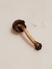 Cystoagaricus