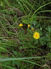 Hieracium umbellatum umbellatum
