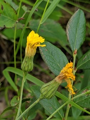 Hieracium umbellatum umbellatum