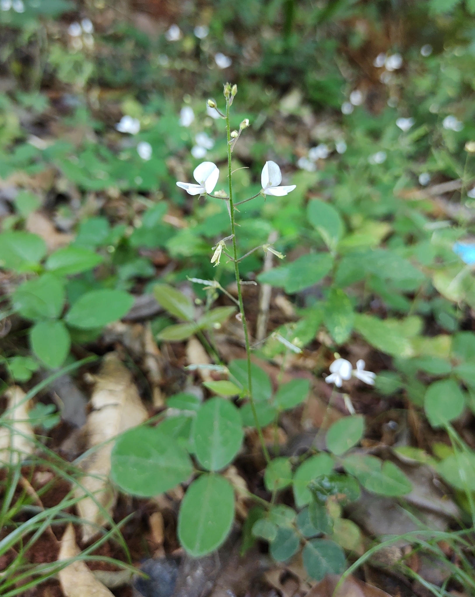 Amor Seco (Desmodium affine)