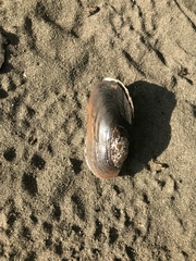 Utterbackiana implicata