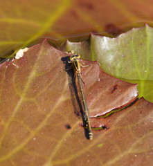 Ischnura pruinescens