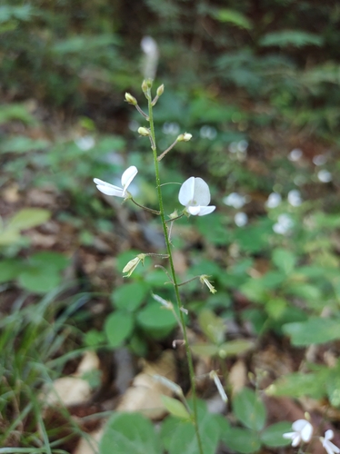 Image of Desmodium affine by (c) Lucas Carbone, some rights reserved (CC BY)
