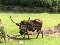 Bos indicus × taurus