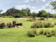 Bos indicus × taurus