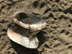 Utterbackiana implicata