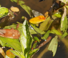 Ischnura pruinescens