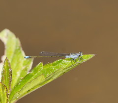 Ischnura pruinescens