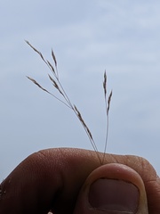 Agrostis scabra