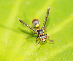 Ropalidia socialistica