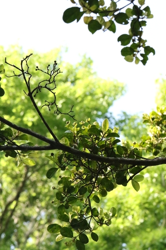Dendrobenthamia Hongkongensis (Cornus hongkongensis)