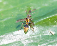 Ropalidia socialistica