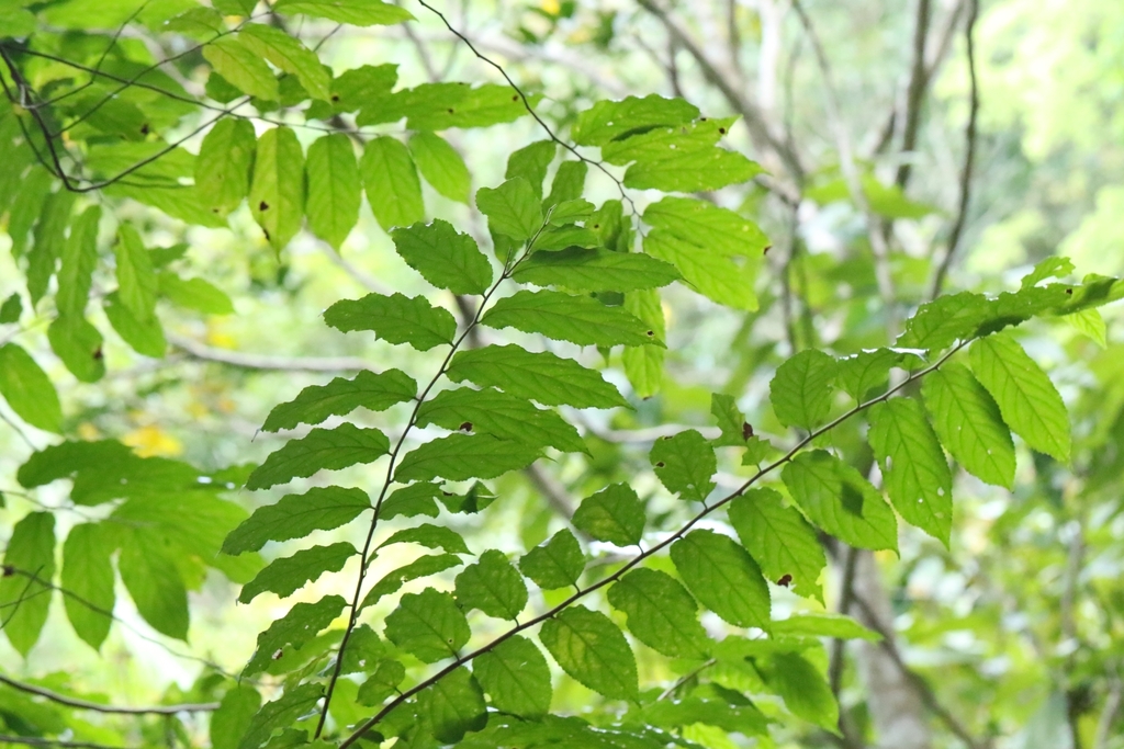 Flacourtia rukam; photograph author not stated, no rights reserved