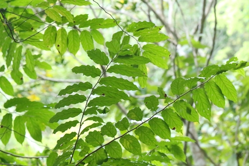 Image of Flacourtia rukam by no rights reserved