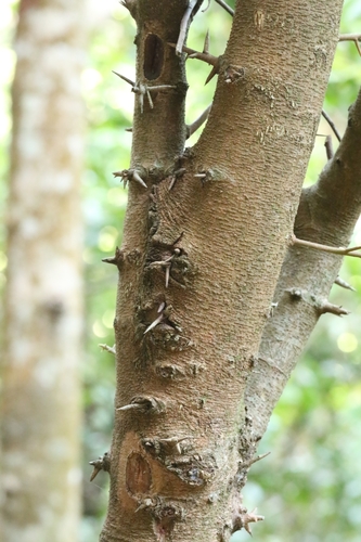 Image of Flacourtia rukam by no rights reserved