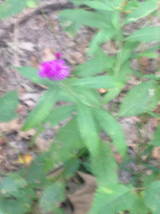 Vernonia fasciculata