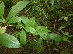 Davilla kunthii
