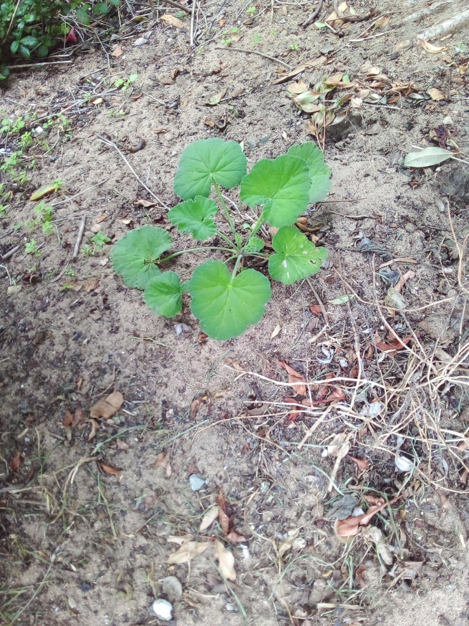 Imagem de Malva-cheirosa