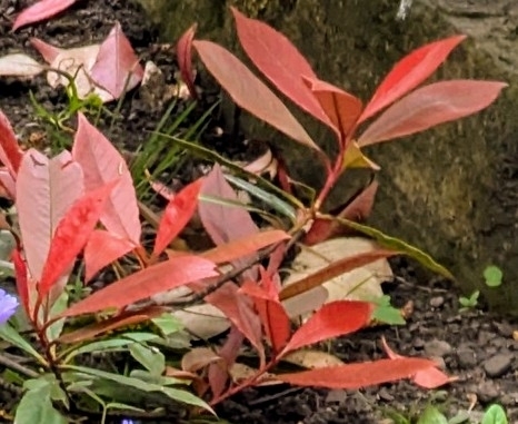 Red Tip Photinia (Photinia ×)