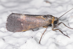 Cisthene dorsimacula