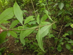 Davilla kunthii