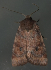 Eriopygini