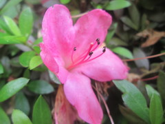 Rhododendron