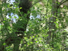 Amyris madrensis, photograph (c) johnyochum, some rights reserved (CC BY)