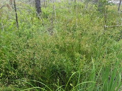 Juncus nodosus