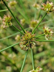 Juncus nodosus
