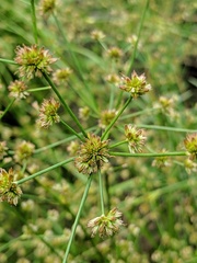 Juncus nodosus