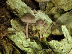 Melanophyllum haematospermum