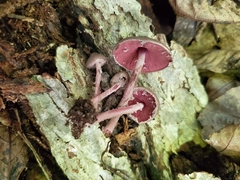Melanophyllum haematospermum