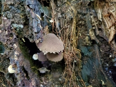 Melanophyllum haematospermum