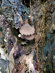 Melanophyllum haematospermum