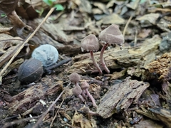 Melanophyllum haematospermum