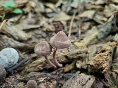 Melanophyllum haematospermum